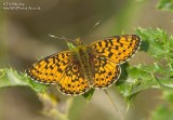 Small Pearl Bordered Fritillary 08_06